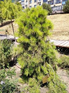 СОСНА ПЕНДУЛА