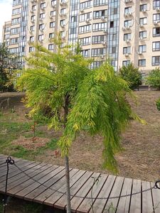 ТАКСОДИУМ ДВУРЯДНЫЙ, БОЛОТНЫЙ КИПАРИС