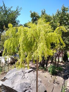 ТАКСОДИУМ ДВУРЯДНЫЙ, БОЛОТНЫЙ КИПАРИС