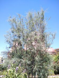 ТАМАРИКС, ГРЕБЕНЩИК