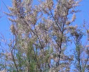 ТАМАРИКС, ГРЕБЕНЩИК