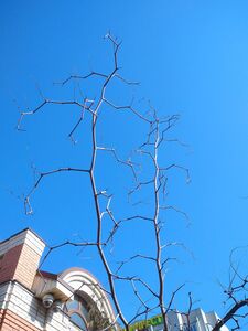 ТЕРНИИ ХРИСТА, ЗИЗИФУС, УНАБИ 