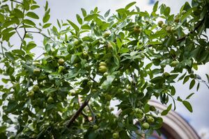 ТЕРНИИ ХРИСТА, ЗИЗИФУС, УНАБИ 