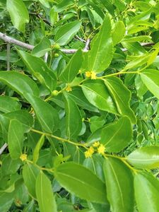 ТЕРНИИ ХРИСТА, ЗИЗИФУС, УНАБИ 