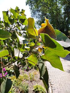 ТОПОЛЬ ДЕЛЬТОВИДНЫЙ КРАСНОЛИСТНЫЙ