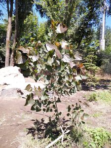 ТОПОЛЬ ДЕЛЬТОВИДНЫЙ КРАСНОЛИСТНЫЙ