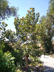 ТОПОЛЬ ДЕЛЬТОВИДНЫЙ КРАСНОЛИСТНЫЙ