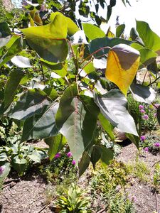 ТОПОЛЬ ДЕЛЬТОВИДНЫЙ КРАСНОЛИСТНЫЙ