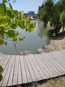 ЦЕРЦИС ЕВРОПЕЙСКИЙ, ИУДИНО ДЕРЕВО