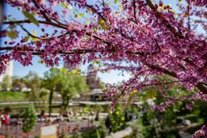 ЦЕРЦИС ЕВРОПЕЙСКИЙ, ИУДИНО ДЕРЕВО