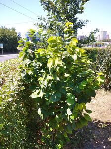 ЦЕРЦИС ЕВРОПЕЙСКИЙ, ИУДИНО ДЕРЕВО