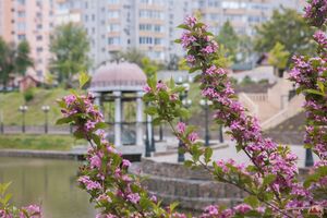 ВЕЙГЕЛА ЦВЕТУЩАЯ