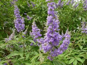 ВИТЕКС СВЯЩЕННЫЙ, АВРААМОВО ДЕРЕВО, ПЕРЕЦ МОНАШЕСКИЙ