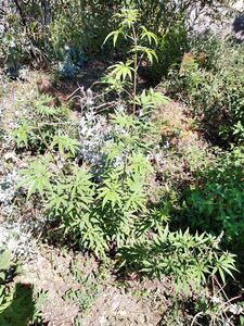 ВИТЕКС СВЯЩЕННЫЙ, АВРААМОВО ДЕРЕВО, ПЕРЕЦ МОНАШЕСКИЙ