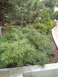 ВИТЕКС СВЯЩЕННЫЙ, АВРААМОВО ДЕРЕВО, ПЕРЕЦ МОНАШЕСКИЙ