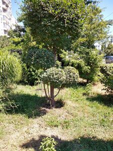 ВЯЗ МЕЛКОЛИСТНЫЙ, КАРАГАЧ 