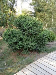 ВЯЗ МЕЛКОЛИСТНЫЙ «ЖАКЛИН»