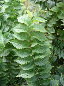 ВЯЗ МЕЛКОЛИСТНЫЙ «ЖАКЛИН»