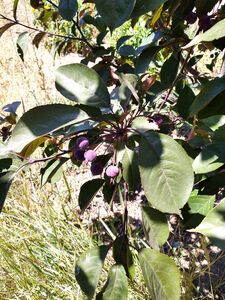 ЯБЛОНЯ НЕДЗВЕЦКОГО