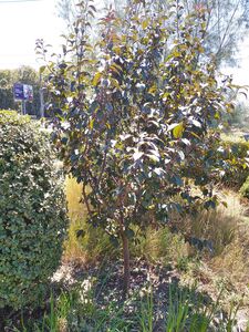 ЯБЛОНЯ НЕДЗВЕЦКОГО