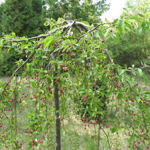 ЯБЛОНЯ САХАЛИНСКАЯ