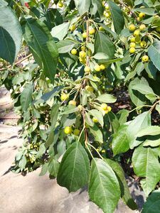 ЯБЛОНЯ САХАЛИНСКАЯ