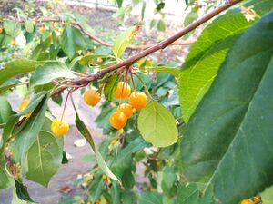 ЯБЛОНЯ САХАЛИНСКАЯ