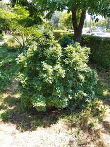 ЯСЕНЬ ШАРОВИДНЫЙ НАНА