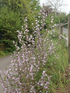 ЯСЕНЕЦ БЕЛЫЙ, НЕОПАЛИМАЯ КУПИНА, БАДЬЯН ДИКИЙ, ОГОНЬ-ТРАВА