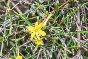 ЖАСМИН ГОЛОЦВЕТКОВЫЙ, ЖАСМИН ЗИМНИЙ